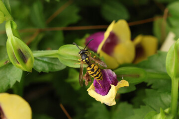 butterfly on flower