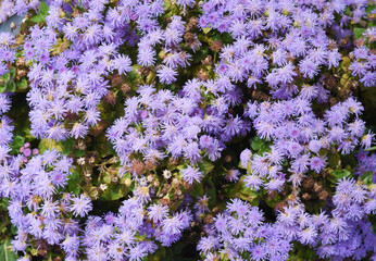 Fototapeta premium Close up of light purple ageratum