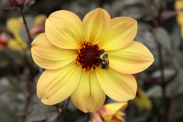 yellow and red flower
