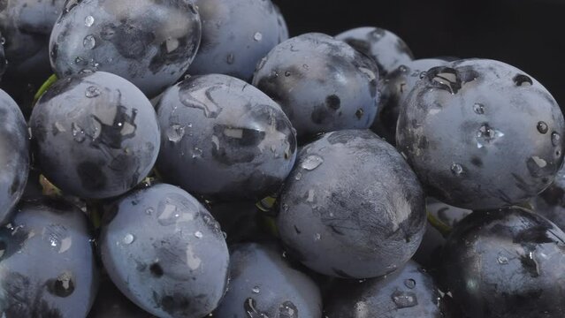 Bunch of dark grapes with drops of water on black background. Close up, Sideways movement to the lef side