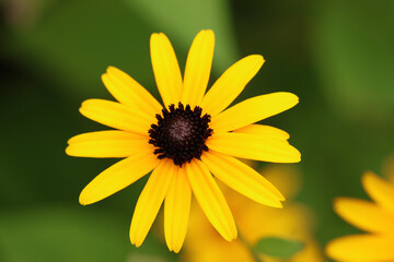 yellow daisy flower