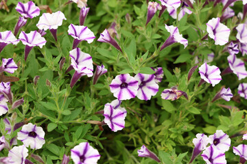 pink and white flowers