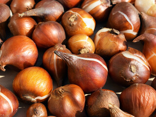 Group of tulip bulbs, close up view. Concept of gardening and growing ornamental plants