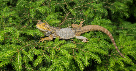 lizard bearded dragon agama close-up
