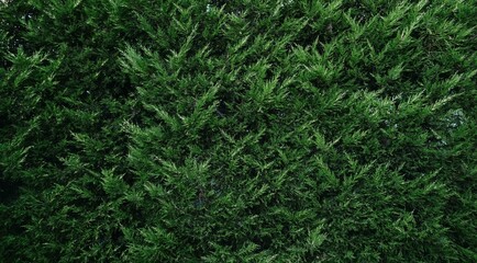 Green wall of plants, natural pattern. Abstract background for design. Landscaping