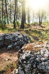 Beautiful forest background with sun rays. Natural scene. The stones are covered with moss