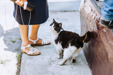A beautiful black and white cat walks on the street, begging for food from people. Close-up photo...