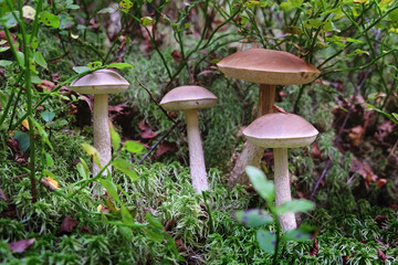 Mushrooms in the forest