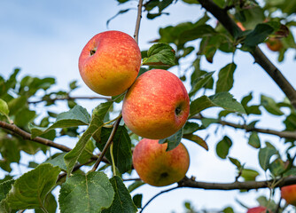 Reife rote Äpfel hängend an einen Apfelbaum.