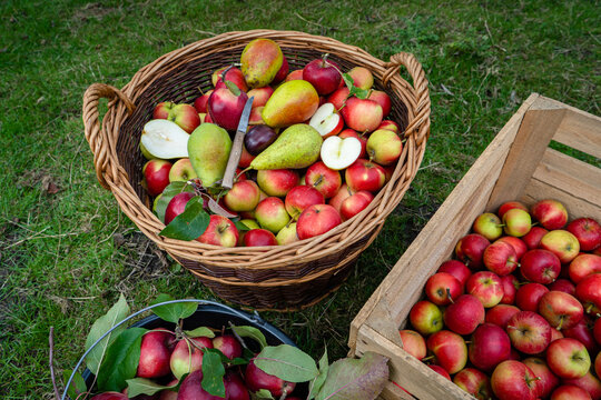 Gute Obsternte - Großer Obstkorb mit reifen Äpfel gefüllt, paar Birnen und Pflaumen sind auch mitdabei, ein Apfel und eine Birne liegen aufgeschnitten oben auf.