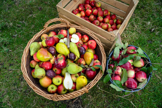 Obsternte - Überwiegend Äpfel liegen im Korb, Kiste oder Eimer, Birnen und Pflaumen sind auch mit dabei, Apfel und Birne schon mal aufgeschnitten.
