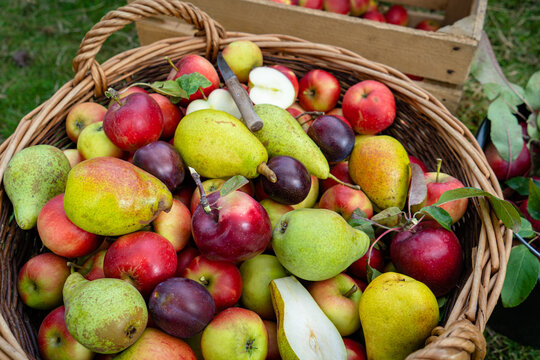 Nahaufnahme eines gro&szlig;en Korbes, &uuml;berwiegen mit verschiedenen Sorten &Auml;pfel gef&uuml;llt, Birnen und Pflaumen sind auch dabei, ein Apfel und eine Birne wurden aufgeschnitten.