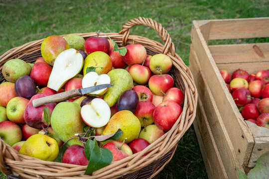 Gute Obsternte - Großer Obstkorb mit reifen Äpfel gefüllt, paar Birnen und Pflaumen sind auch mitdabei, ein Apfel und eine Birne liegen aufgeschnitten oben auf.