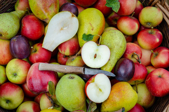 Nahaufnahme - geerntete &Auml;pfel, Birnen und Pflaumen, ein Apfel und eine Birne wurde aufgeschnitten, Obstmesser liegt dabei.