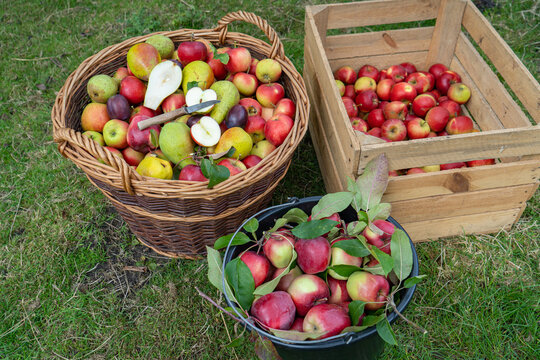 Obsternte - Überwiegend Äpfel liegen im Korb, Kiste oder Eimer, Birnen und Pflaumen sind auch mit dabei, Apfel und Birne schon mal aufgeschnitten.