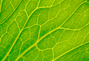 Green leaf close up. Veins on plant macro.