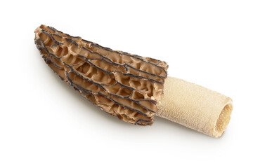 raw morel mushroom isolated on white background with full depth of field. Top view. Flat lay.