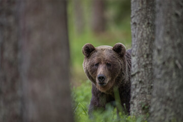 brown bear in the woods close up smiling in Estonia Baltic States Europe detail male female trees hunting