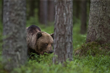 brown bear in the woods close up smiling in Estonia Baltic States Europe detail male female trees...