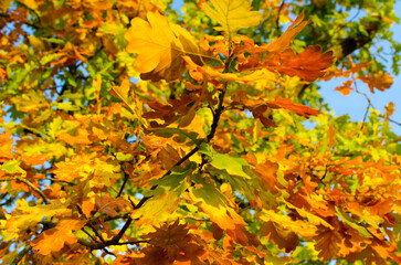 yellow oak leaves in autumn on a sunny day