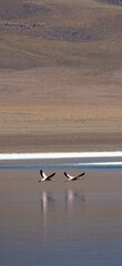 Flamencos salvajes en la laguna colorada en Bolivia