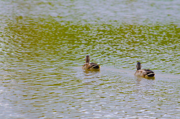 family of ducks on the pond in summer
