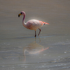 Flamencos salvajes en la laguna colorada en Bolivia