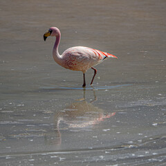 Flamencos salvajes en la laguna colorada en Bolivia
