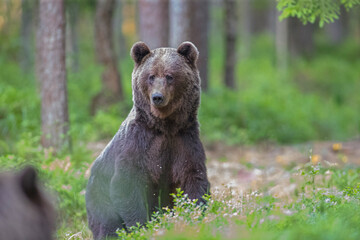 Naklejka na ściany i meble brown bear in the woods close up smiling in Estonia Baltic States Europe detail male female trees hunting