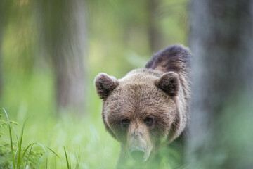 brown bear in the woods close up smiling in Estonia Baltic States Europe detail male female trees hunting