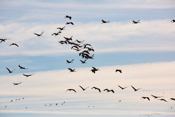 Migration of flock of cranes in the sky. High quality photo