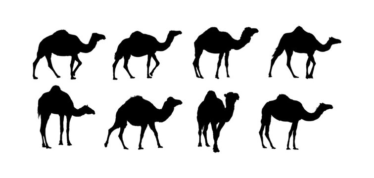 Camel, dromedary - set of camel silhouettes