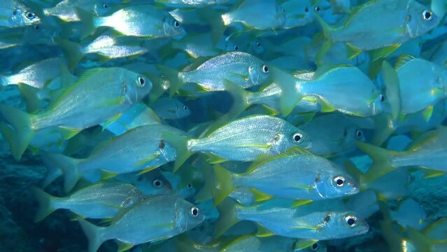  A beautiful coral fish schooling in the sea in crystal clear water. Scuba divers in backstage filming the reef.
