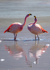 Pareja de flamencos salvajes en la laguna colorada en Bolivia