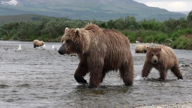 Brown bear with Cubs in Katmai, Alaska