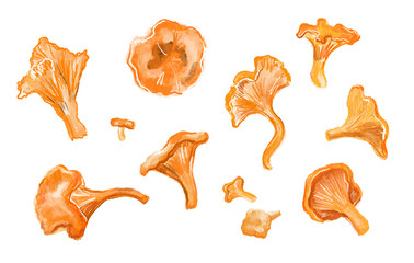 Hand-drawn chanterelle mushrooms set on a white background. Digital illustration.