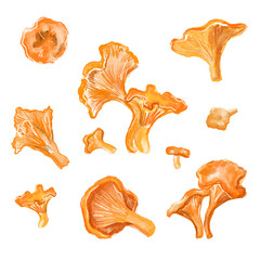 Hand-drawn chanterelle mushrooms set on a white background. Digital illustration.