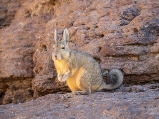 Vizcacha en las afueras del Salar de Uyuni en Bolivia