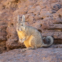 Vizcacha en las afueras del Salar de Uyuni en Bolivia