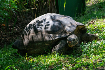 Wild Animals around de zoo.