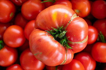 home tomatoes, different varieties from home garden - real photo from harvest