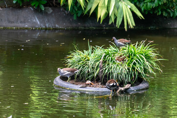 Wild Animals around de zoo.