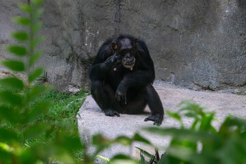 Wild Animals around de zoo.
