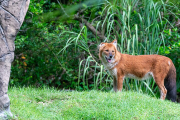 Wild Animals around de zoo.