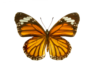 Orange Monarch Butterfly (Danaus plexippus) isolated on transparent background. Object with clipping path.