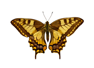Old world Swallowtail Butterfly (Papilio Machaon), isolated on transparent background.