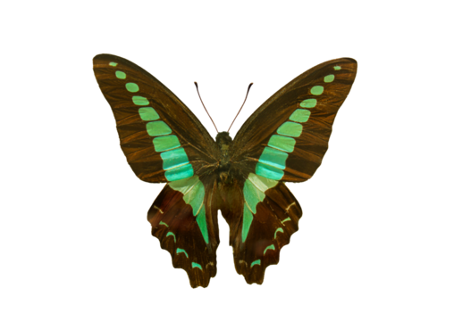 Butterfly species Graphium sarpedon, trivial name: Common Bluebottle. Beautiful exotic colorful Graphium Sarpedon butterfly isolated on transparent background.