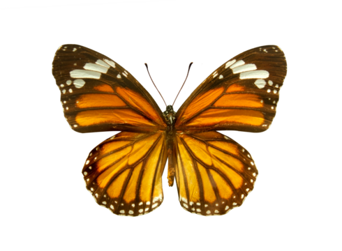 Orange Monarch Butterfly (Danaus plexippus) isolated on transparent background. Object with clipping path.
