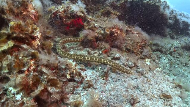 A close up of beautiful sea krait searching the reef. Banded Sea Snake (Laticuada) swims across the ocean floor in Lembeh Strait, North Sulawesi, Indonesia. Side view.