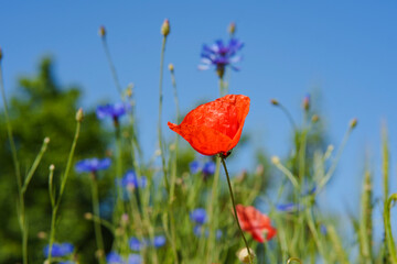 Close up of the red poppy flower (papaver rhoeas) with blue cornflowers (Centaurea cyanus) and blue sky in the background